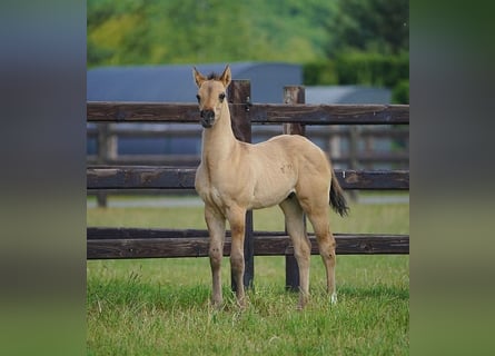 American Quarter Horse, Hengst, , 100 cm, Red Dun