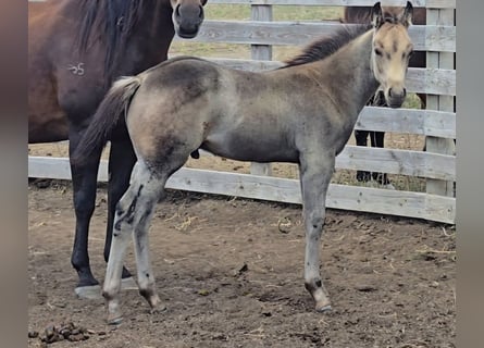 American Quarter Horse, Hengst, Fohlen (06/2025), 142 cm, Buckskin