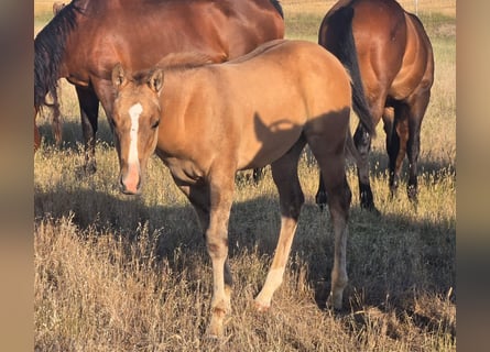 American Quarter Horse, Hengst, Fohlen (05/2025), 142 cm, Falbe