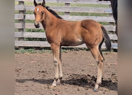 American Quarter Horse, Hengst, Fohlen (05/2025), 142 cm, Rotbrauner