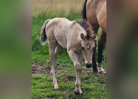 American Quarter Horse, Hengst, , 145 cm