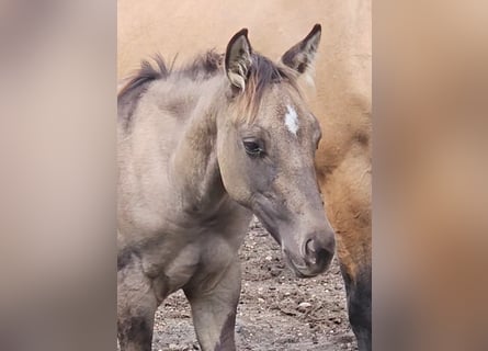 American Quarter Horse, Hengst, Fohlen (04/2025), 145 cm