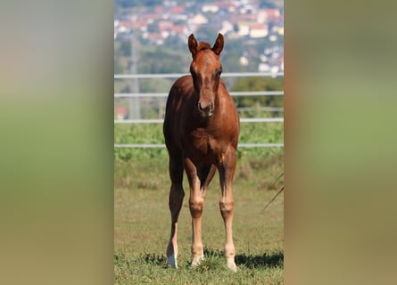 American Quarter Horse, Hengst, Fohlen (06/2023), 146 cm, Dunkelfuchs
