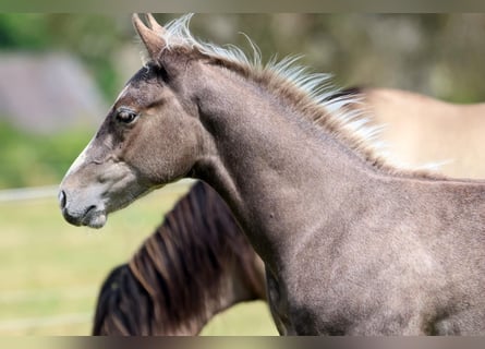 American Quarter Horse, Hengst, Fohlen (04/2024), 148 cm