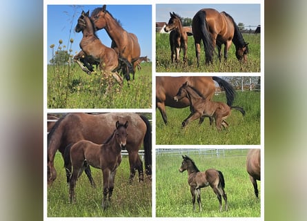 American Quarter Horse, Hengst, Fohlen (04/2024), 150 cm, Brauner