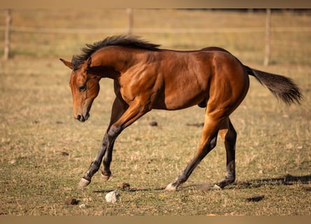 American Quarter Horse, Hengst, Fohlen (05/2026), 150 cm, Brauner