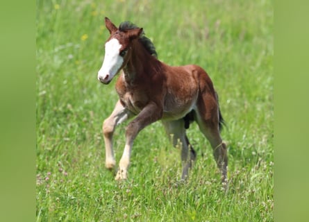 American Quarter Horse, Hengst, Fohlen (03/2024), 150 cm, Brauner