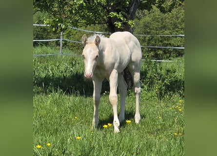 American Quarter Horse, Hengst, , 150 cm, Cremello