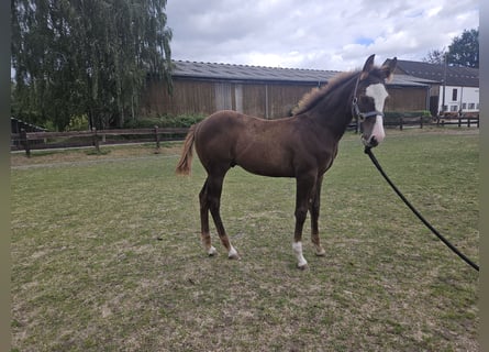 American Quarter Horse, Hengst, Fohlen (05/2026), 150 cm, Fuchs