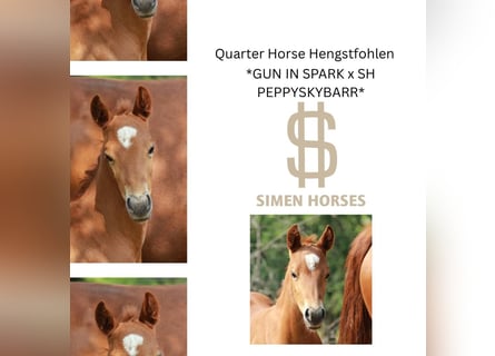 American Quarter Horse, Hengst, , 150 cm, Fuchs