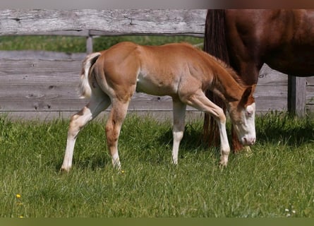 American Quarter Horse, Hengst, Fohlen (04/2024), 150 cm, Fuchs