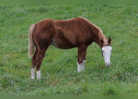 American Quarter Horse, Hengst, Fohlen (04/2024), 150 cm, Fuchs