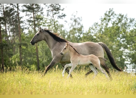 American Quarter Horse, Hengst, Fohlen (04/2024), 150 cm, Grullo