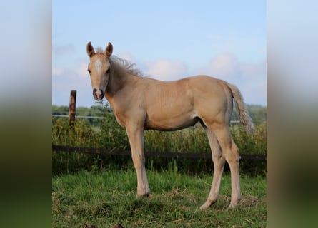 American Quarter Horse, Hengst, , 150 cm, Palomino