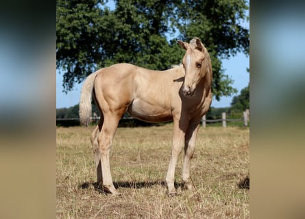 American Quarter Horse, Hengst, Fohlen (05/2025), 150 cm, Palomino