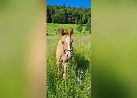 American Quarter Horse, Hengst, Fohlen (05/2023), 150 cm, Palomino