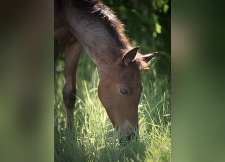 American Quarter Horse, Hengst, Fohlen (04/2024), 150 cm, Roan-Bay