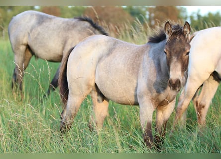 American Quarter Horse, Hengst, Fohlen (05/2023), 150 cm, Roan-Blue