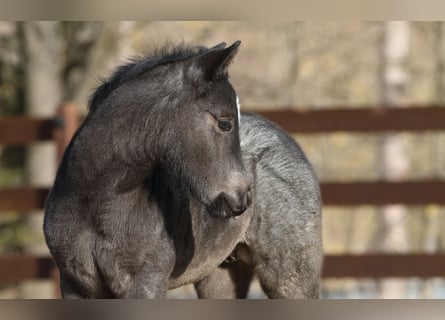 American Quarter Horse, Hengst, , 150 cm, Roan-Blue