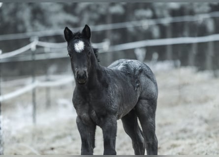 American Quarter Horse, Hengst, , 150 cm, Roan-Blue