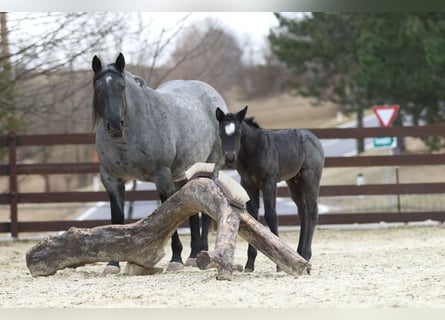 American Quarter Horse, Hengst, , 150 cm, Roan-Blue