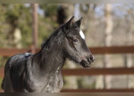 American Quarter Horse, Hengst, , 150 cm, Roan-Blue