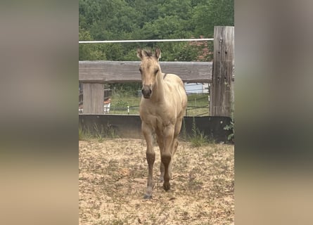 American Quarter Horse, Hengst, , 150 cm