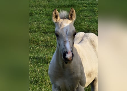 American Quarter Horse, Hengst, Fohlen (09/2024), 151 cm, Buckskin