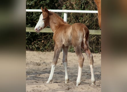 American Quarter Horse, Hengst, , 151 cm, Fuchs