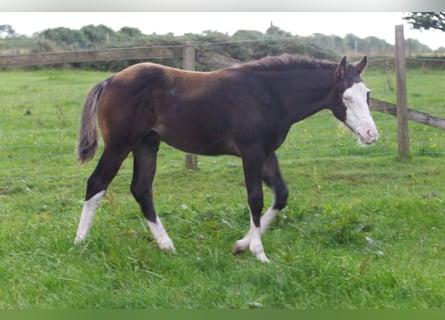 American Quarter Horse, Hengst, Fohlen (05/2024), 152 cm, Brauner