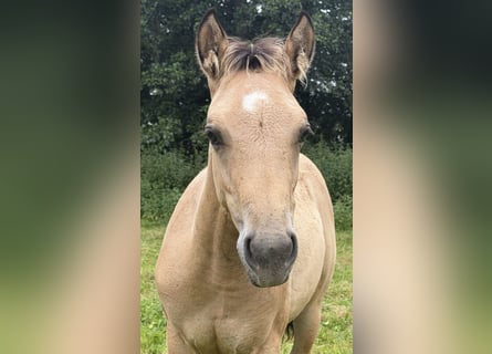 American Quarter Horse, Hengst, Fohlen (04/2026), 152 cm, Buckskin