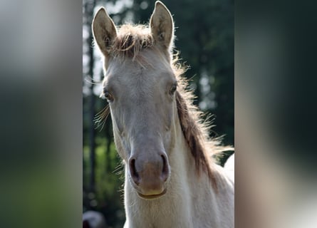 American Quarter Horse, Hengst, Fohlen (04/2025), 152 cm, Champagne
