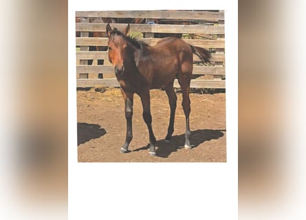 American Quarter Horse, Hengst, Fohlen (06/2025), 152 cm, Dunkelbrauner