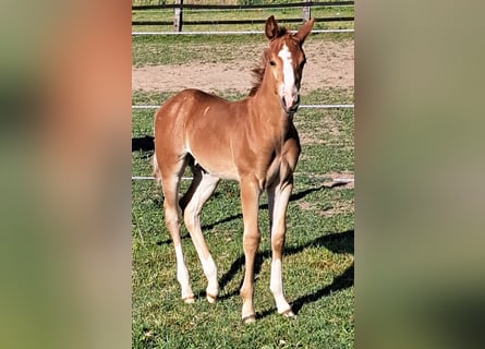 American Quarter Horse, Hengst, , 152 cm, Fuchs