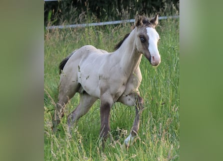 American Quarter Horse, Hengst, Fohlen (04/2025), 152 cm, Grullo