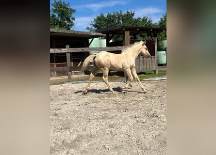 American Quarter Horse, Hengst, Fohlen (05/2026), 152 cm, Palomino