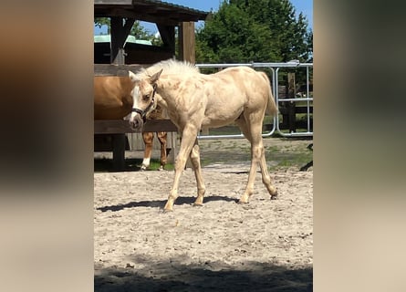 American Quarter Horse, Hengst, Fohlen (05/2026), 152 cm, Palomino