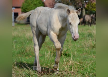 American Quarter Horse, Hengst, Fohlen (07/2025), 152 cm, Perlino