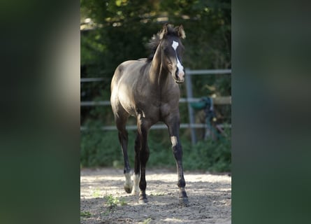 American Quarter Horse, Hengst, Fohlen (05/2023), 153 cm, Grullo