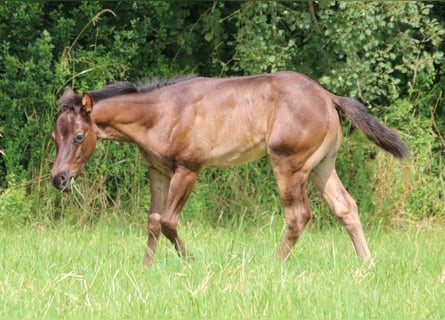 American Quarter Horse, Hengst, Fohlen (04/2024), 153 cm, Roan-Blue