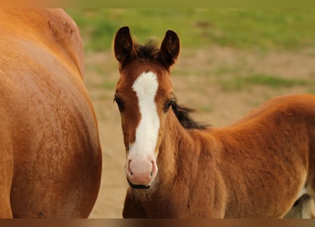 American Quarter Horse, Hengst, , 154 cm, Brauner