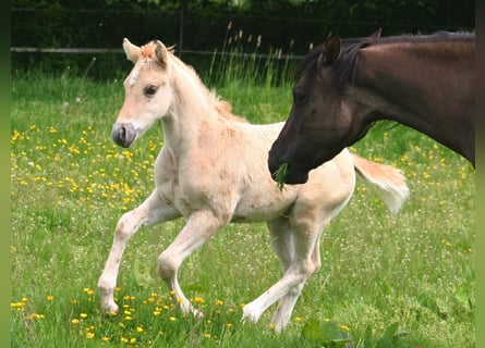 American Quarter Horse, Hengst, Fohlen (03/2026), 154 cm, Dunalino