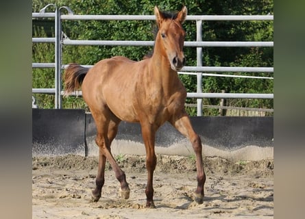 American Quarter Horse, Hengst, Fohlen (03/2023), 154 cm, Falbe