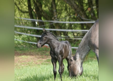 American Quarter Horse, Hengst, , 154 cm, Roan-Blue
