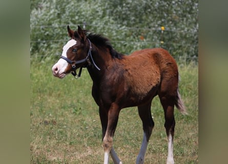 American Quarter Horse, Hengst, Fohlen (02/2026), 155 cm, Brauner