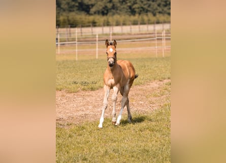 American Quarter Horse, Hengst, , 155 cm, Buckskin