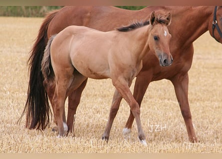 American Quarter Horse, Hengst, Fohlen (03/2023), 155 cm, Falbe
