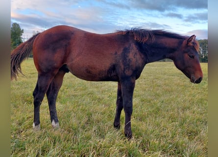 American Quarter Horse, Hengst, Fohlen (04/2023), 156 cm, Dunkelbrauner