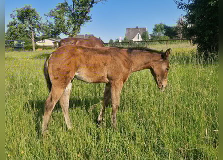 American Quarter Horse, Hengst, , 156 cm, Dunkelbrauner