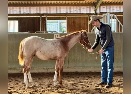 American Quarter Horse, Hengst, Fohlen (04/2026), 158 cm, Roan-Red